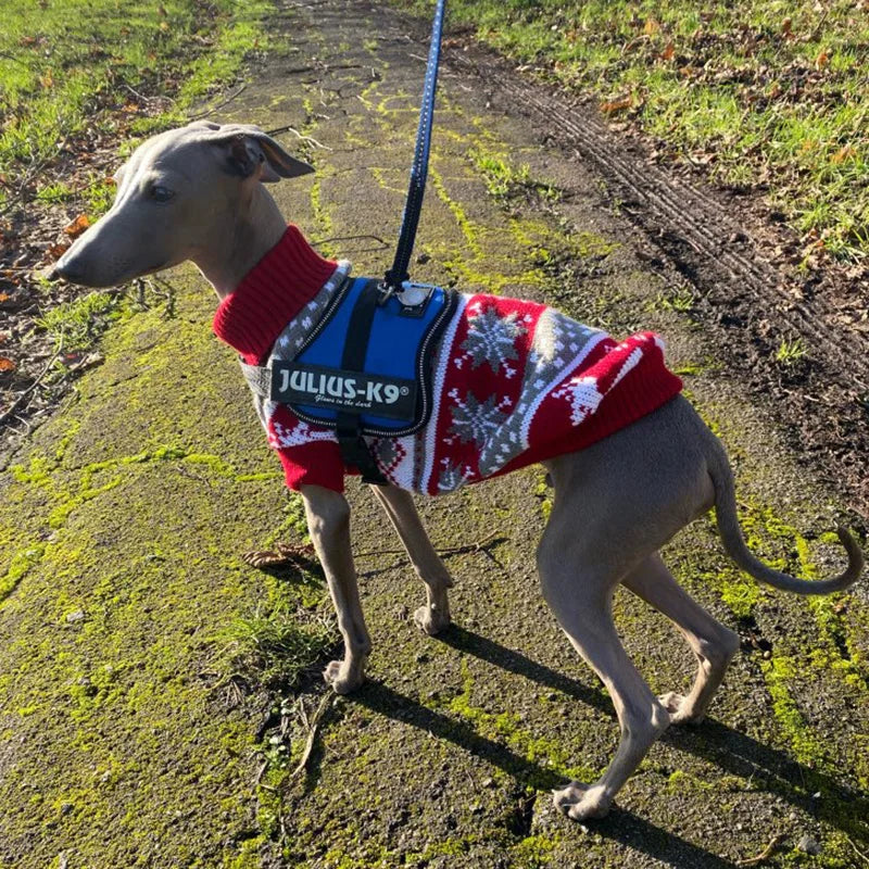 DOG  SWEATER 1.0